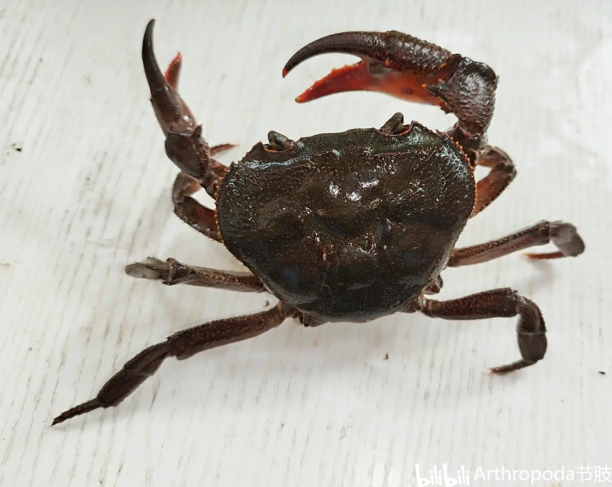 __龙_-九游体育下载